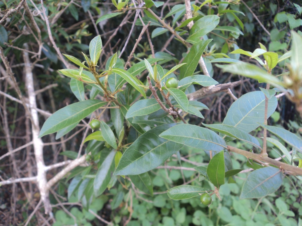 Hugonia ferruginea Wight & Arn.